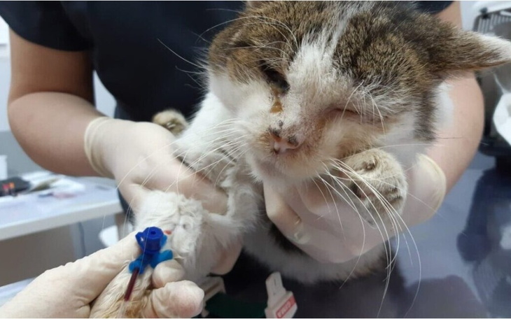 Zbiórka Dla kotów chorych i opuszczonych - zdjęcie główne