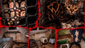Zbiórka Piekło 10 kotów bengalskich z pseudohodowli pod Częstochową! - miniaturka zdjęcia