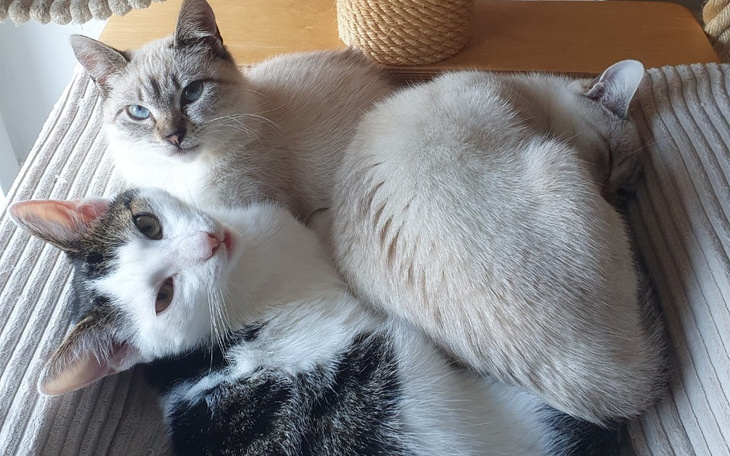 Trzy koty w przytulnej pozycji na poduszce.