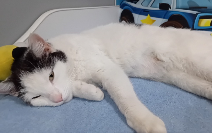 Zbiórka Operacja nogi Franka - zdjęcie główne