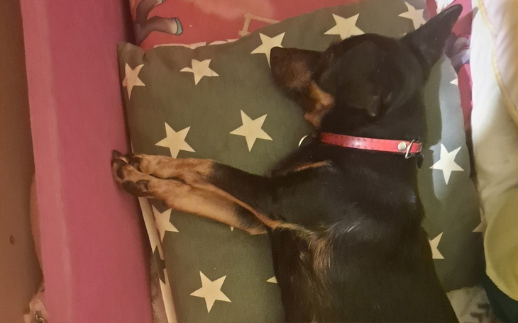 Zbiórka Potrzebna pomoc Leczenie suczki - zdjęcie główne