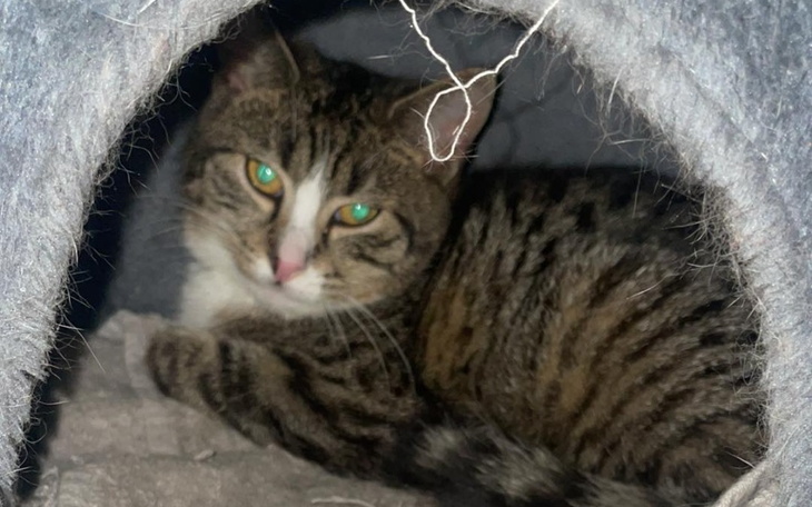 Zbiórka Kastracja nowego kocurka - zdjęcie główne