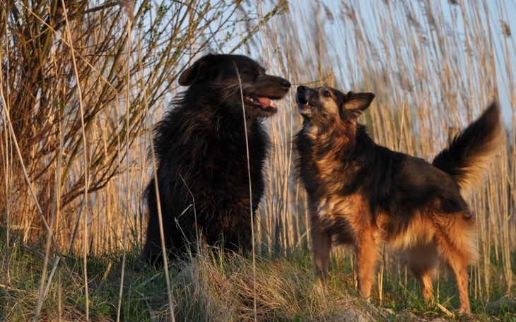 Zbiórka Staruszek walczy z rakiem - zdjęcie główne