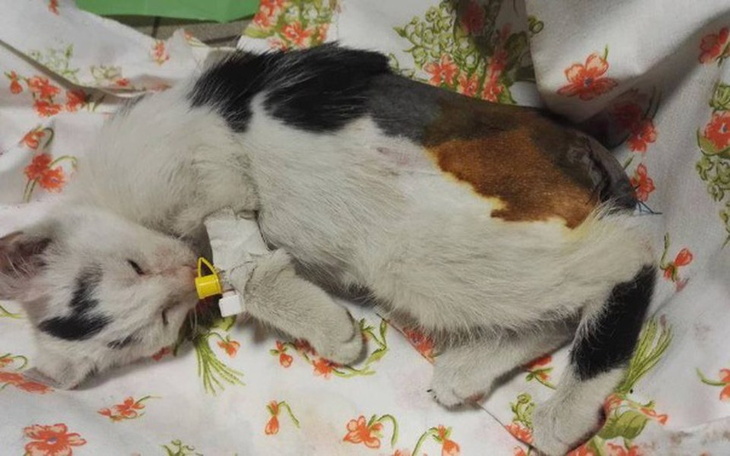 Zbiórka oskalpowana kotka - POMÓŻ - zdjęcie główne