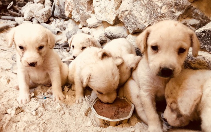 Zbiórka Psy z Santorini❣️ - zdjęcie główne