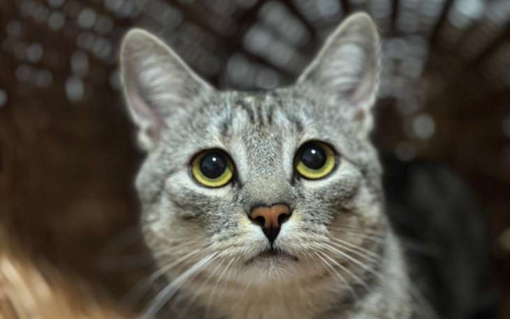 Szary kot z dużymi oczami, patrzący z zainteresowaniem.