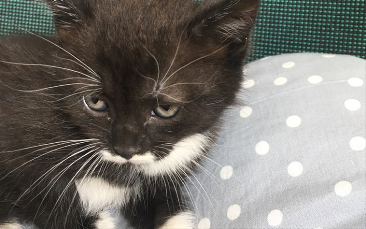 Zbiórka Kocie dzieci potrzebują pomocy - zdjęcie główne