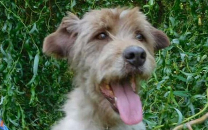 Pies z otwartą paszczą, w tle zielone liście.