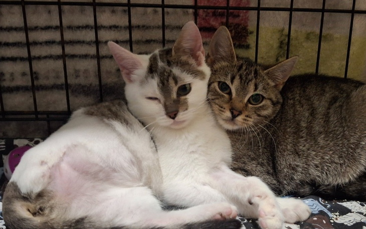 Dwa koty przytulające się w klatce w schronisku.