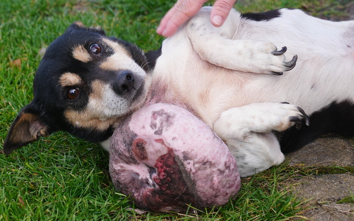 Pies leżący na trawie, z wyraźnym uśmiechem.