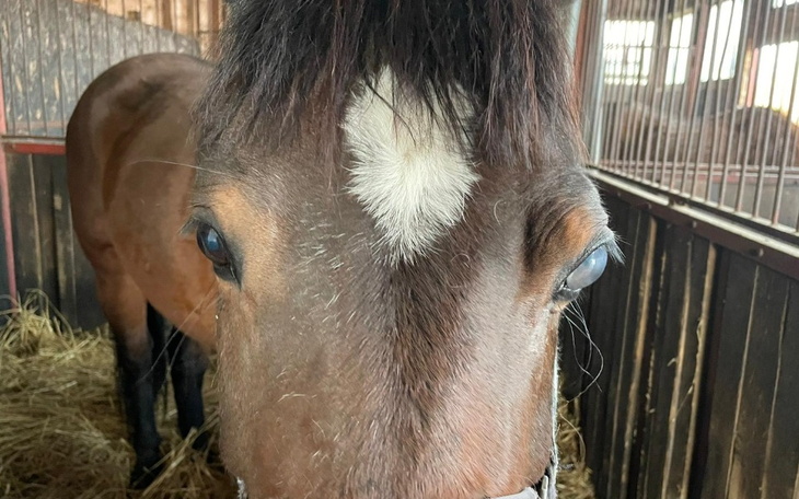 Zbiórka Enukleacja oka Pianki Pilne - zdjęcie główne