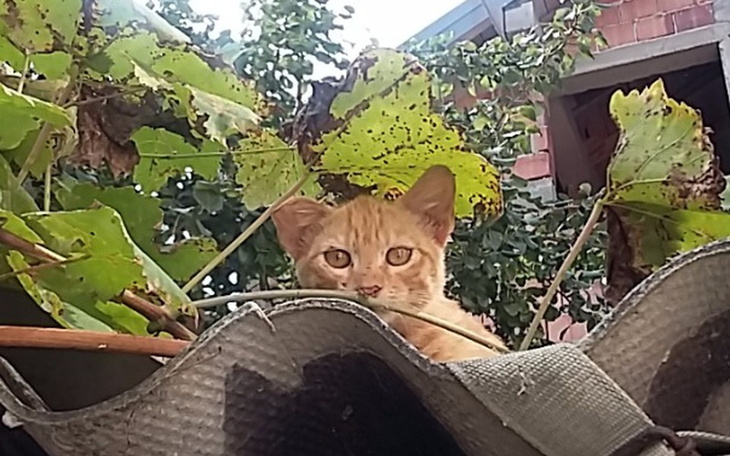 Rudy kot patrzący zza liści.