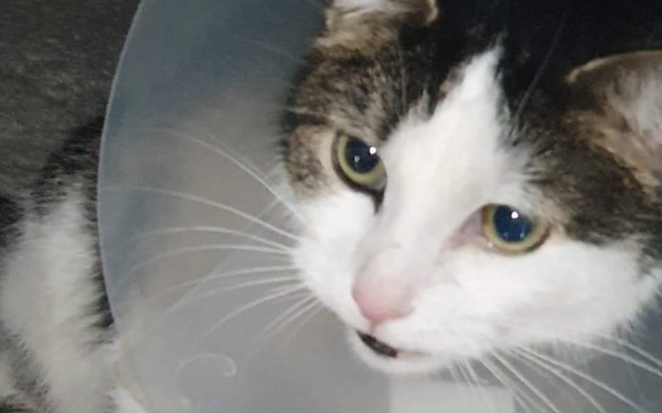 Zbiórka Pomoc w leczeniu pupila - zdjęcie główne