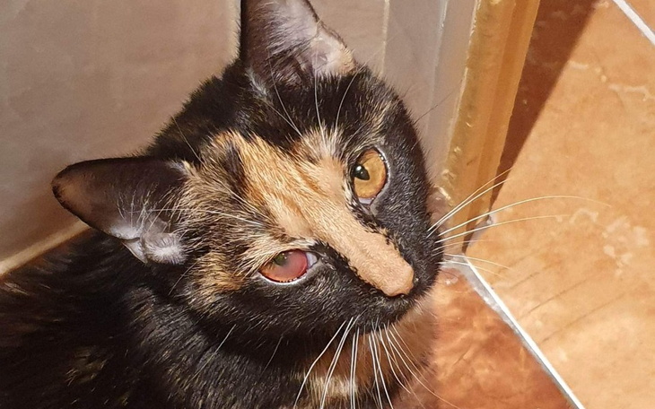 Zbiórka Pomóż Tysi wrócić do zdowia - zdjęcie główne