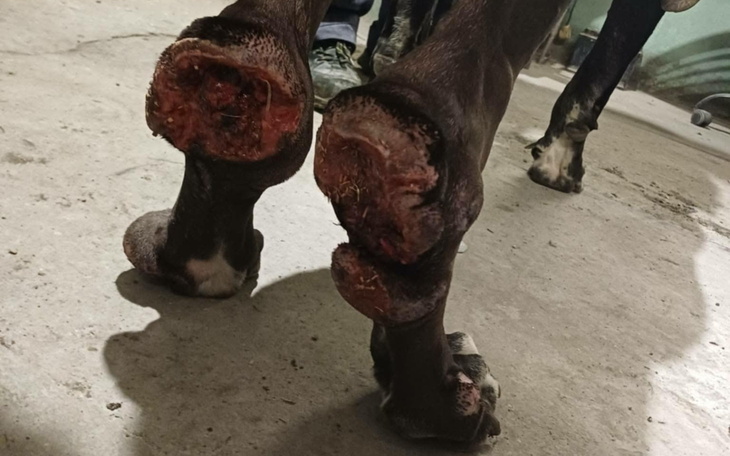 Zranione łapy psa, wymagające pilnej pomocy weterynaryjnej.