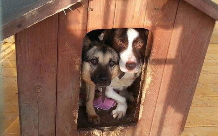 Zbiórka Zagrożone powrotem do schroniska - zdjęcie główne