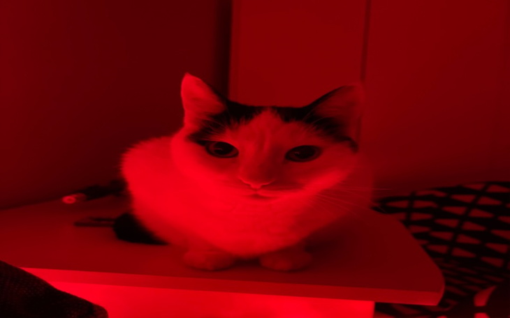 Zbiórka Na utrzymanie kotków - zdjęcie główne