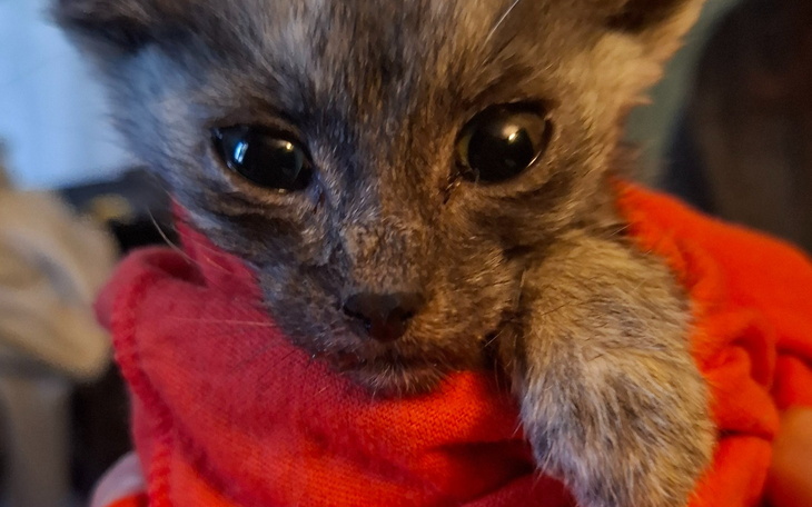 Mały kotek w czerwonym ubranku, z dużymi oczami.