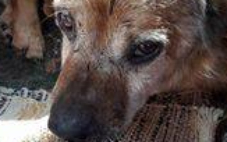 Zbliżenie na psa, z wyrazem smutku w oczach.