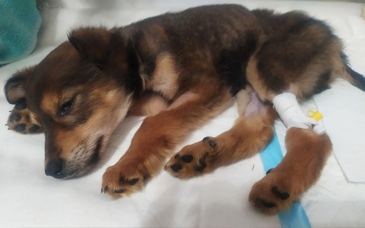 Zbiórka 1,5kg psie dzieck walczy o życie - zdjęcie główne