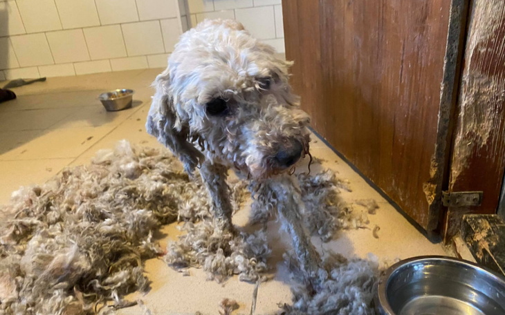 Zbiórka Skrajnie zaniedbana pudelka - zdjęcie główne