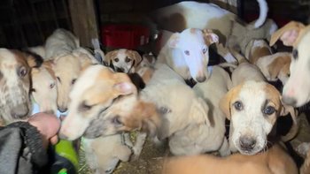 Zbiórka Likwidacja patohodowli - miniaturka zdjęcia