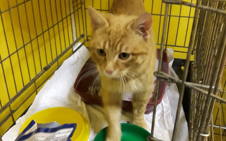 Zbiórka Zapasy kociego żwirku: 100 kotów - zdjęcie główne