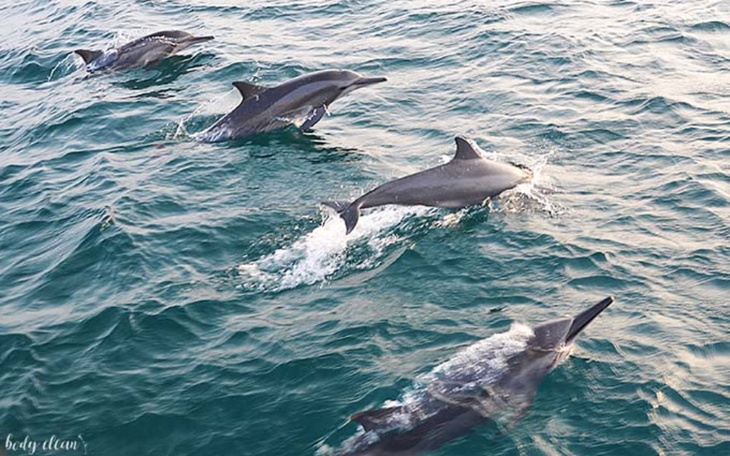 Zbiórka Pływając z delfinami - zdjęcie główne