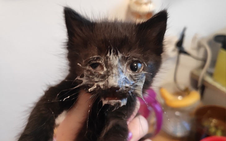 Zbiórka dej puszkę dla kitku - zdjęcie główne