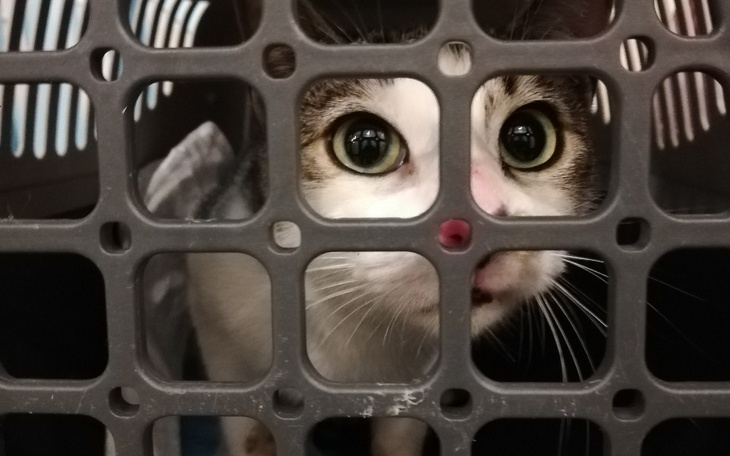 Zbiórka Uderzona w pyszczek ufna Rozi - zdjęcie główne