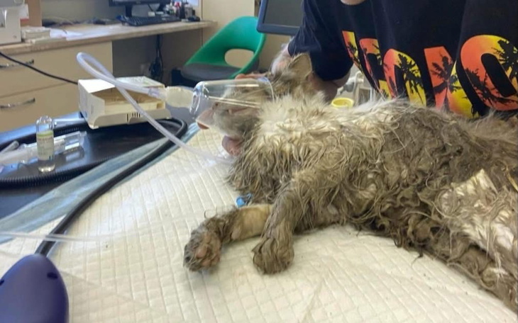 Zwierzę w szpitalu weterynaryjnym, otrzymujące tlen.