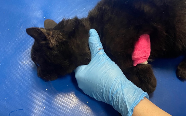 Zbiórka Na ratunek życia Hugo - zdjęcie główne