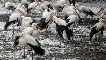 Zbiórka Nakarm zimujące Bociany - miniaturka zdjęcia