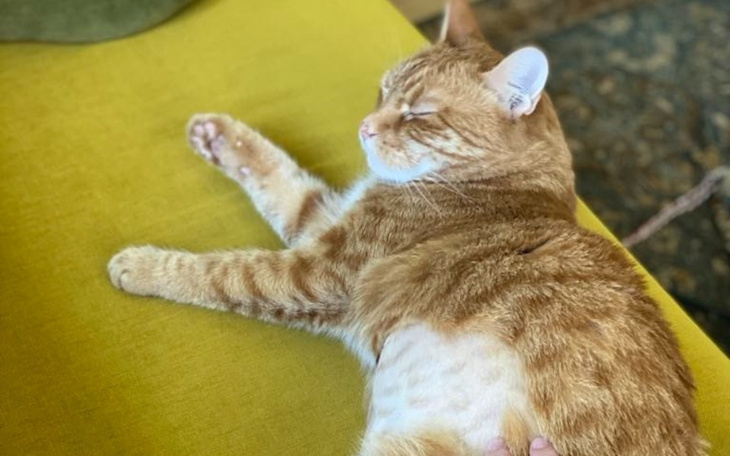 Śpiący kot na żółtej kanapie.