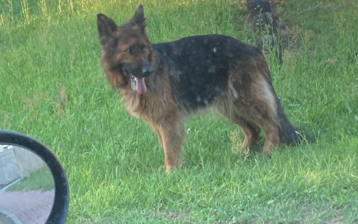 Zbiórka Odłowienie owczarka przez Jamora - zdjęcie główne