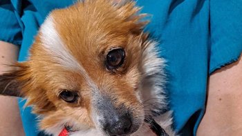 Zbiórka Diagnostyka i leczenie Mani - miniaturka zdjęcia