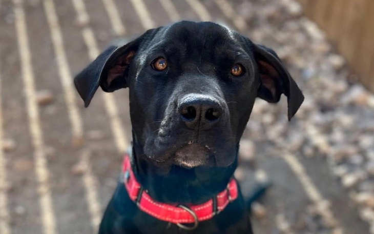 Zbiórka Pomoc dla Minni - zdjęcie główne