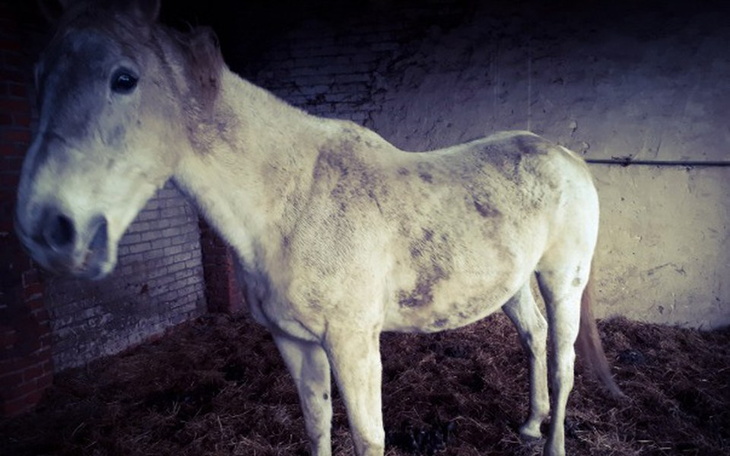 Zbiórka Ostatnia nadzieja Siwej - zdjęcie główne