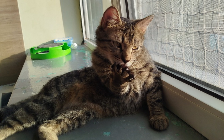 Kot w pozycji relaksacyjnej na parapecie okna.