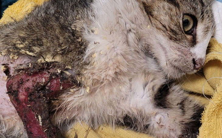 Zbiórka Ratujemy Poziomkę - zdjęcie główne