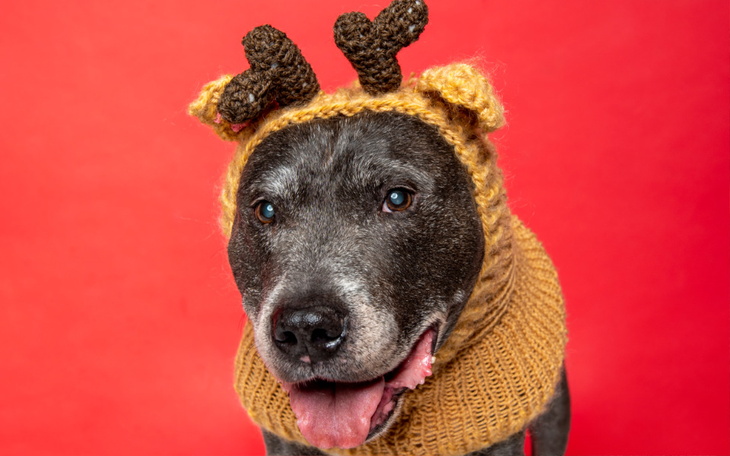 Zbiórka Święta dla azylaków - zdjęcie główne