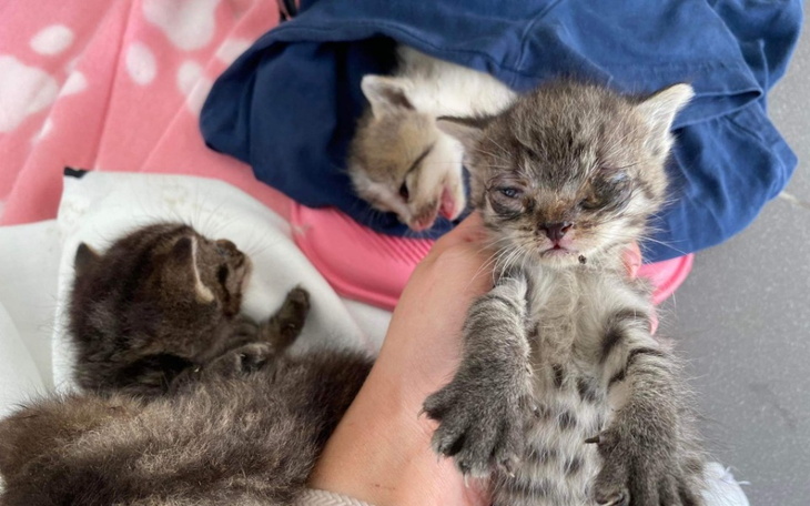 Zbiórka Umierające kocie dzieci - zdjęcie główne