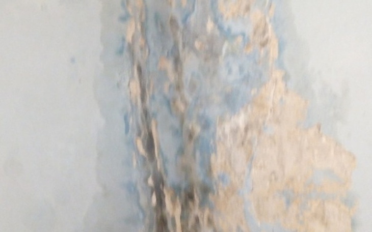 Zbiórka Pozbycie się grzyba ze ściany - zdjęcie główne