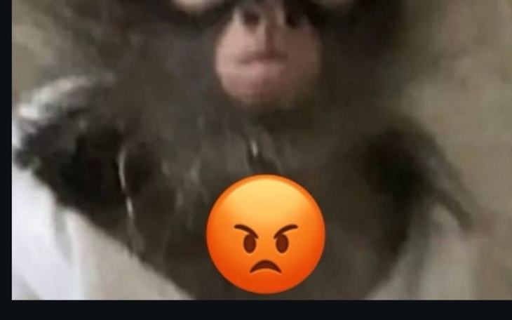 Zamglone zdjęcie małpy z wyrazem złości na twarzy.