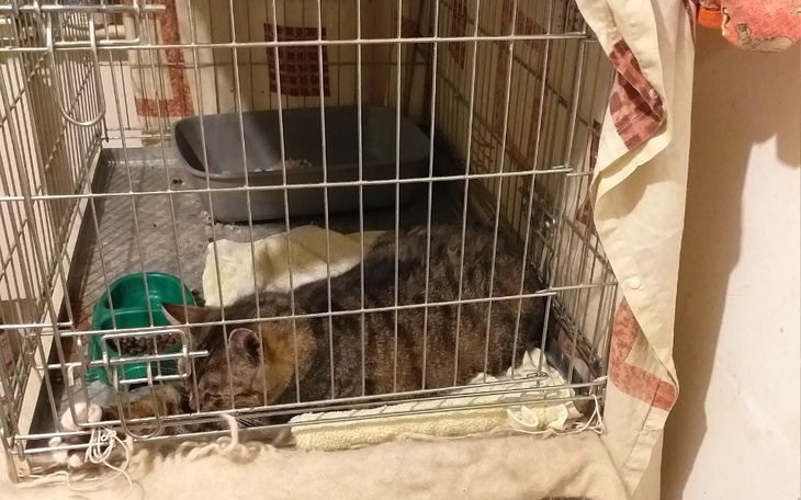 Zbiórka Dla chorych kotów - zdjęcie główne