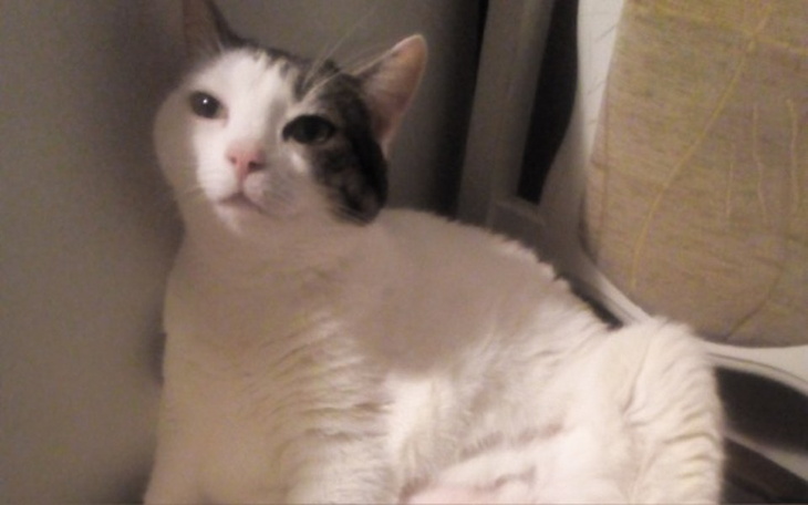 Zbiórka Zbieramy na operacje kotki :-( - zdjęcie główne