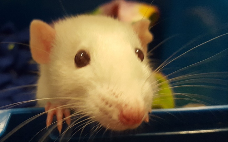 Zbiórka Grusia, Muminek, Dumbosie... - zdjęcie główne