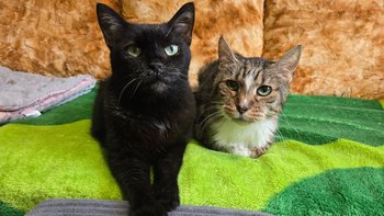 Zbiórka Dla Bartusia i Stasia - miniaturka zdjęcia