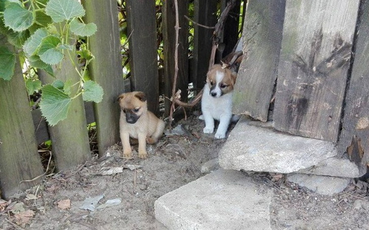 Zbiórka Urodziły się w norze za szopą - zdjęcie główne