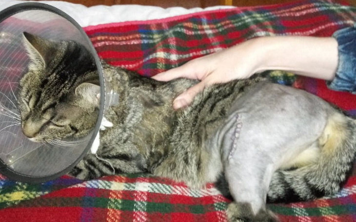 Zbiórka Rechabilitacja,leki dla kotki - zdjęcie główne